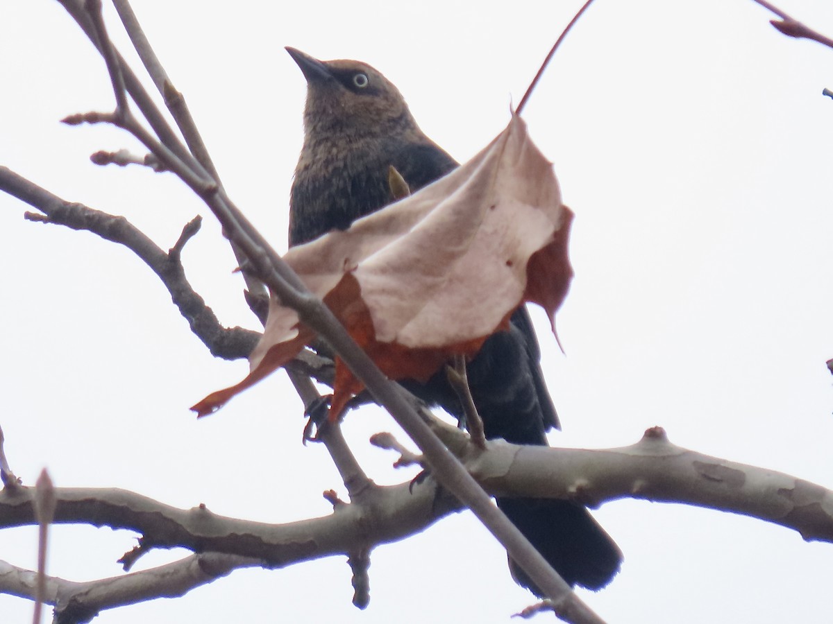 Rusty Blackbird - ML645735498