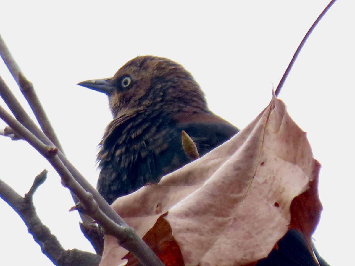 Rusty Blackbird - ML645735499