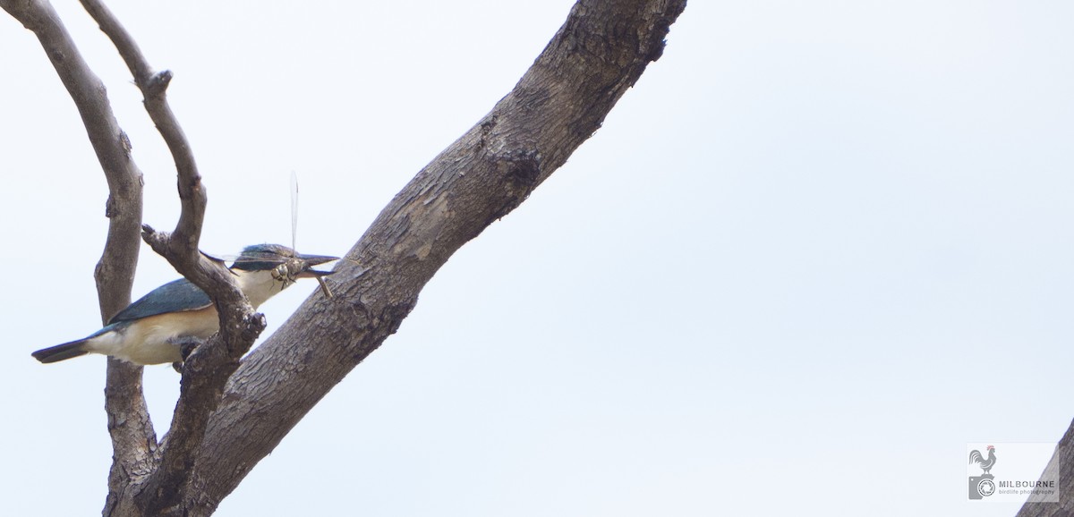 ヒジリショウビン - ML645735502