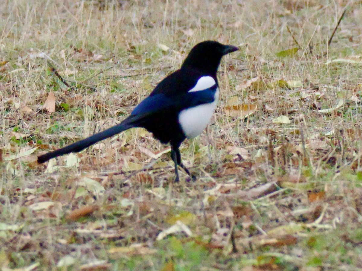 ユーラシアカササギ - ML645735506