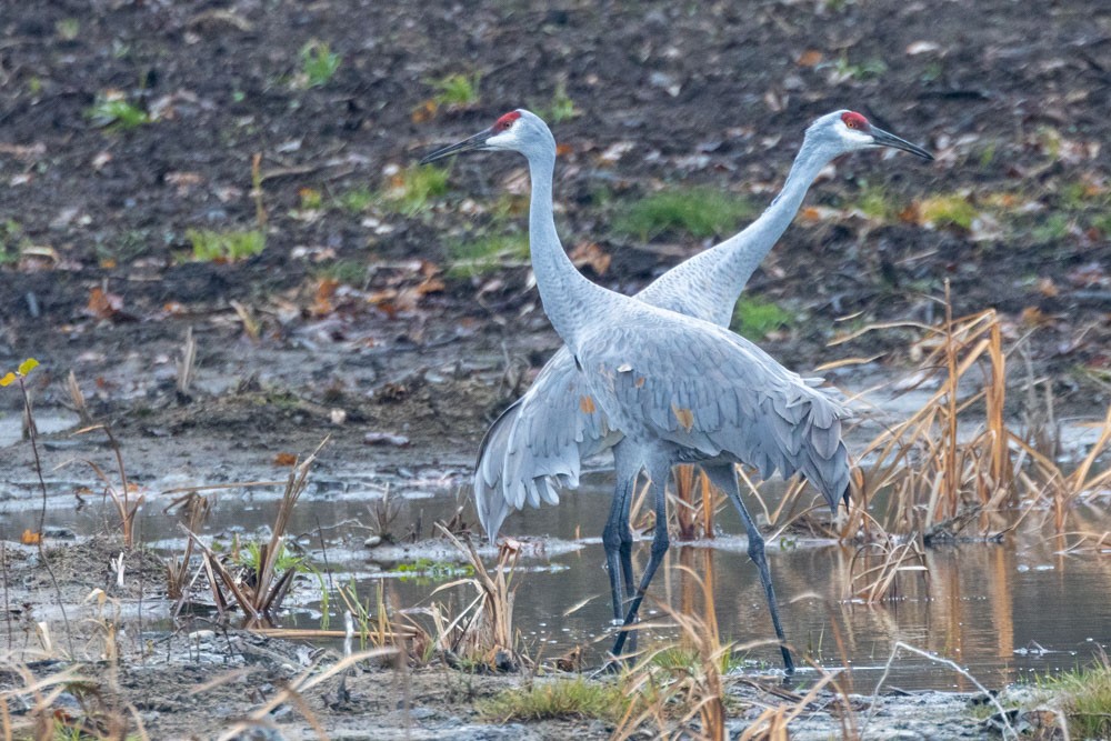 カナダヅル - ML645735508