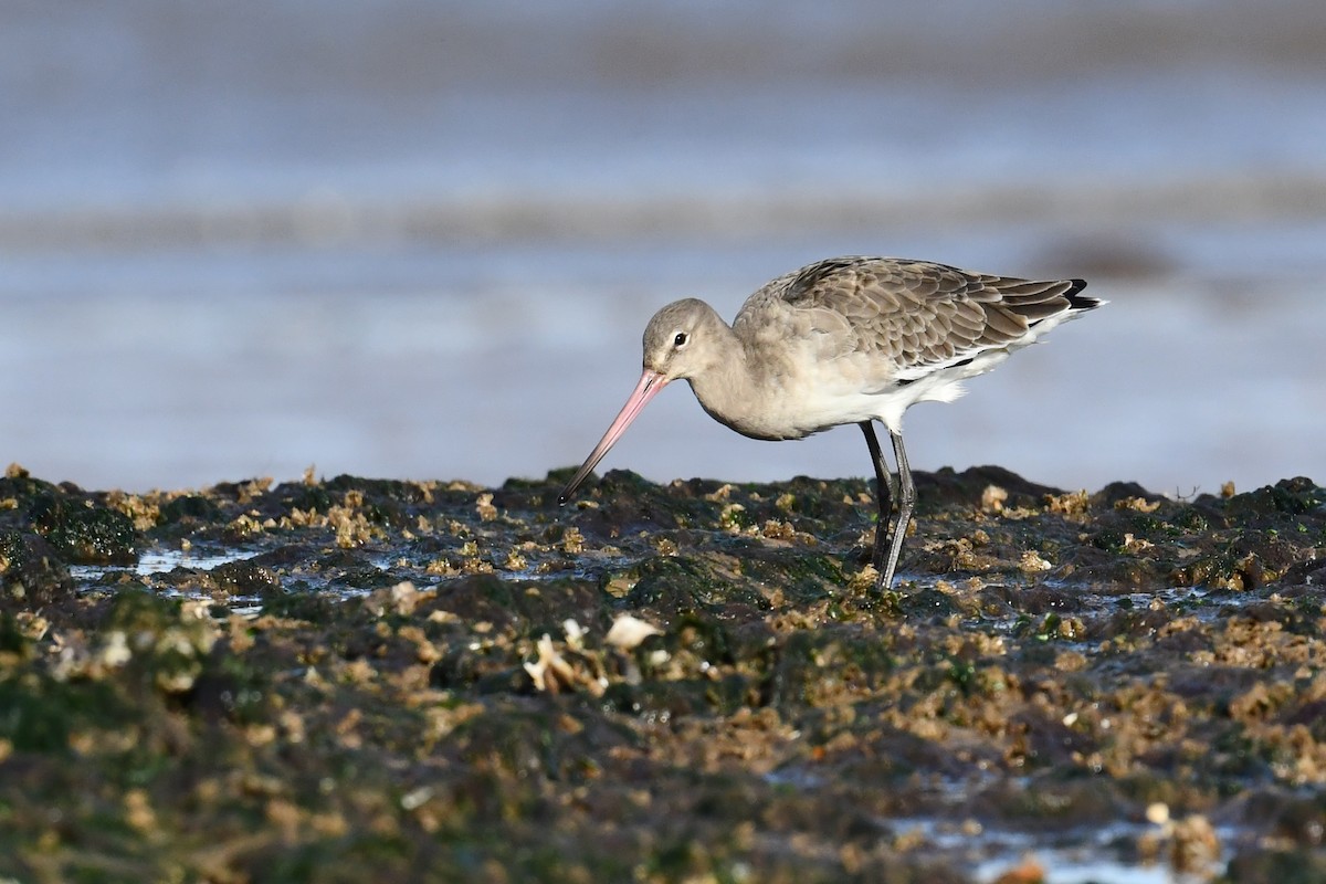 オグロシギ - ML645735514