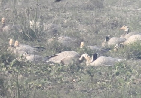 インドガン - ML645735515