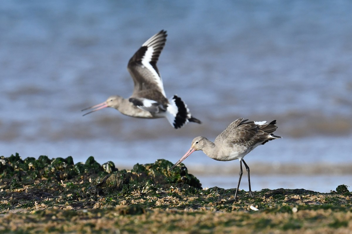 オグロシギ - ML645735524