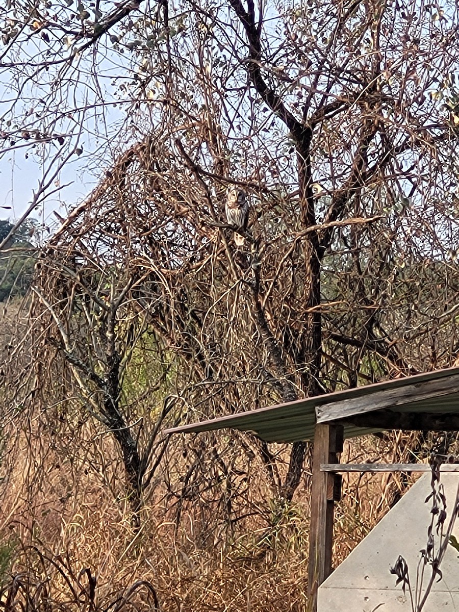 アメリカフクロウ - ML645735525