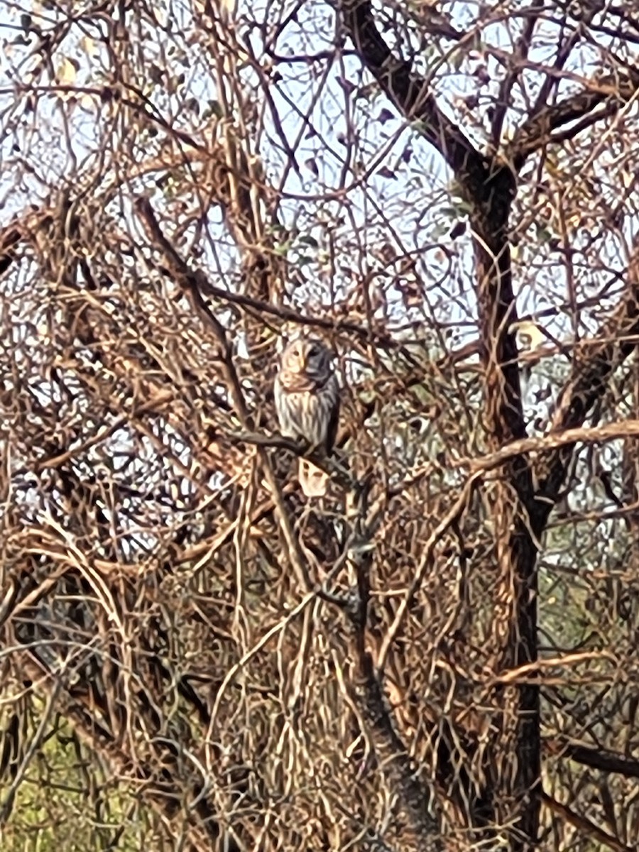 アメリカフクロウ - ML645735526