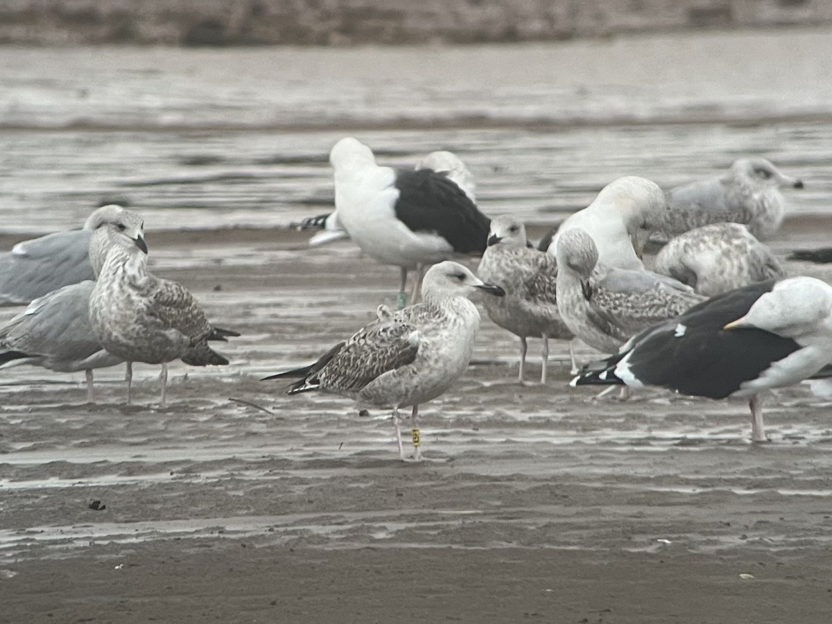 Caspian Gull - ML645735528