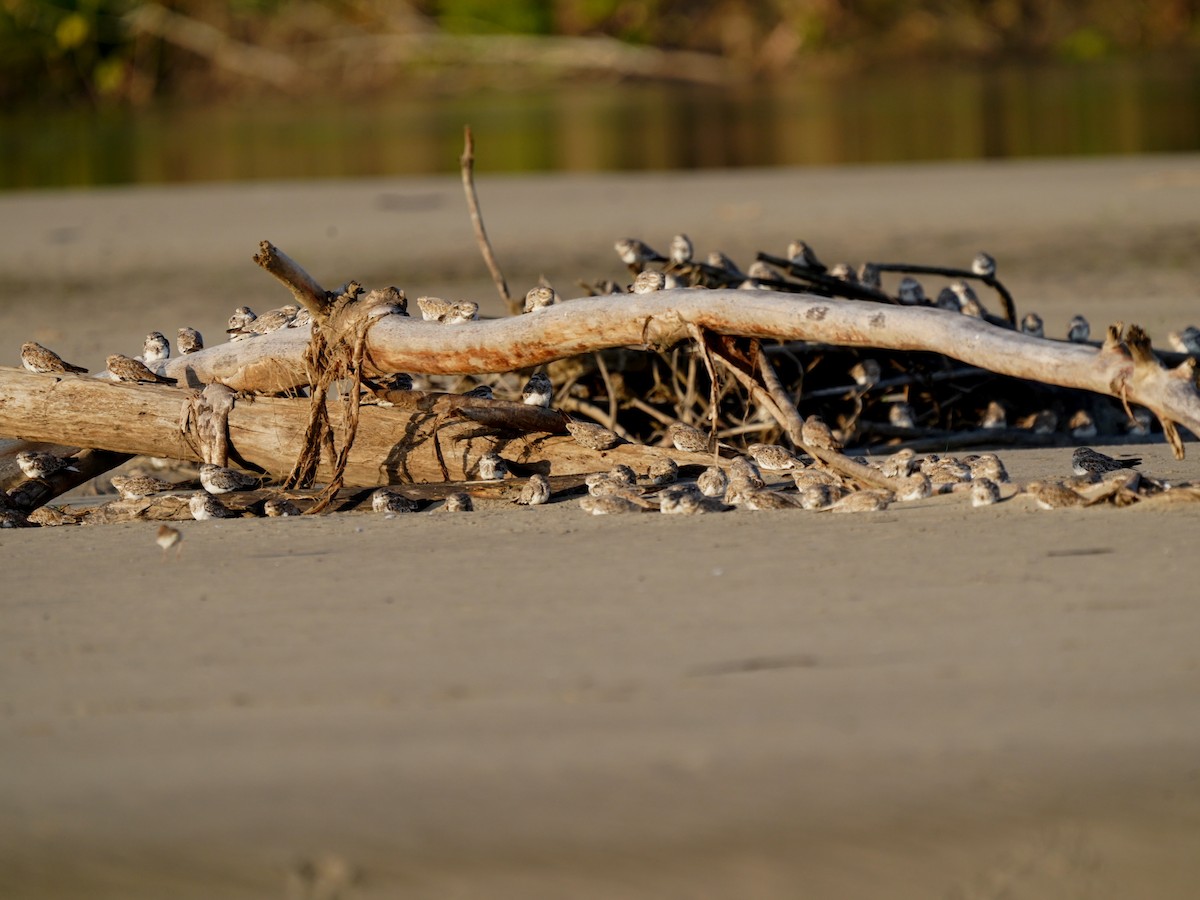 スナイロアメリカヨタカ - ML645735531