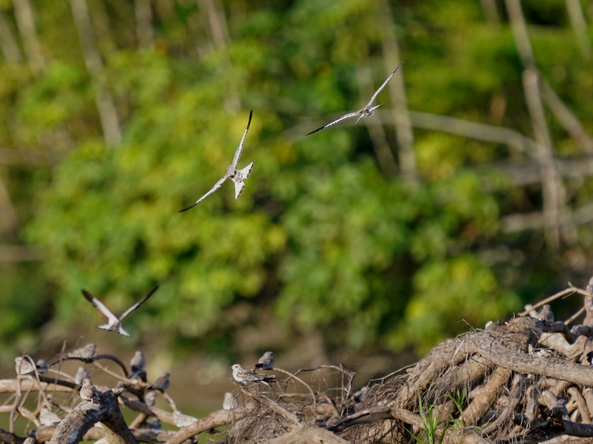 スナイロアメリカヨタカ - ML645735532