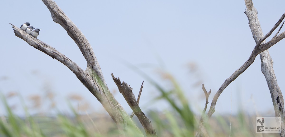 モリツバメ - ML645735533