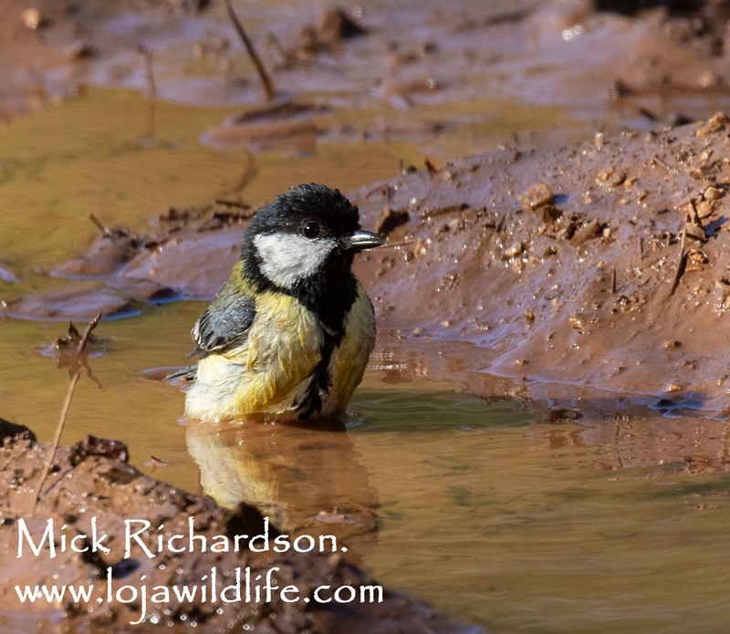 ヨーロッパシジュウカラ - ML645735534