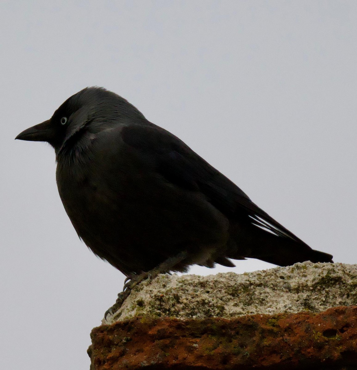 ニシコクマルガラス - ML645735535