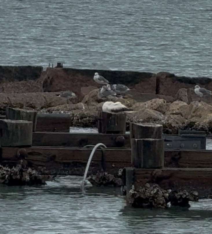 terej červenonohý - ML645735536