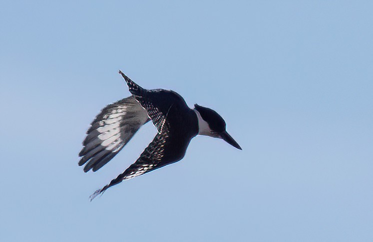 アメリカヤマセミ - ML645735537