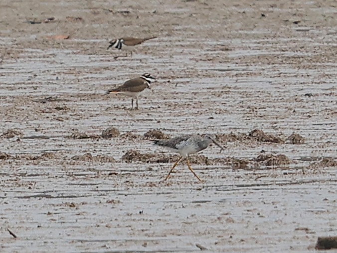 オオキアシシギ - ML645735539