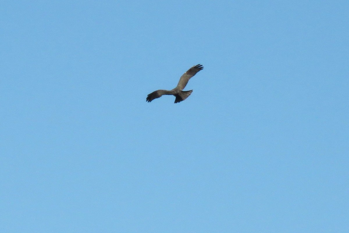 Red-tailed Hawk (Harlan's) - ML645735540