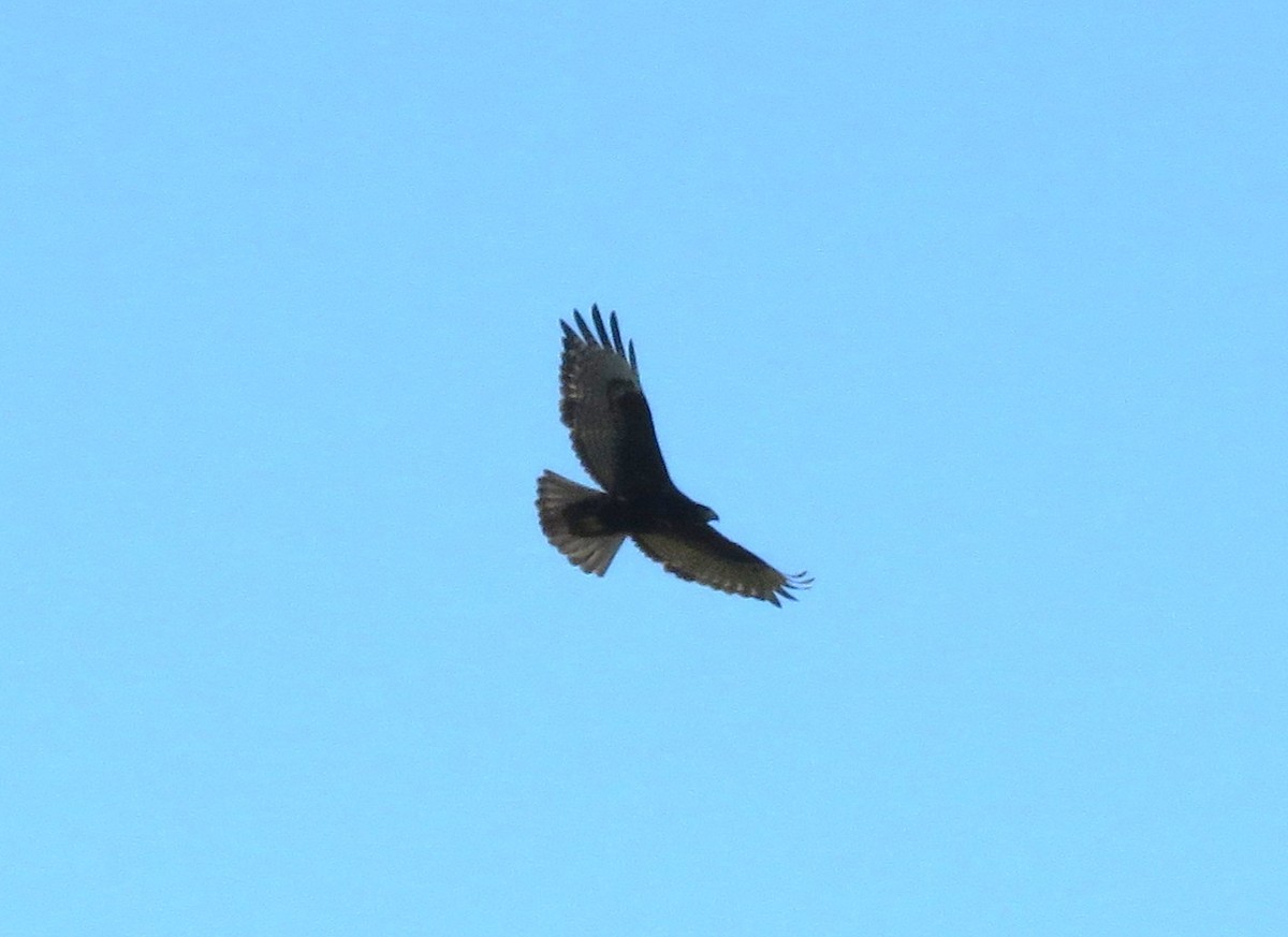 Red-tailed Hawk (Harlan's) - ML645735541