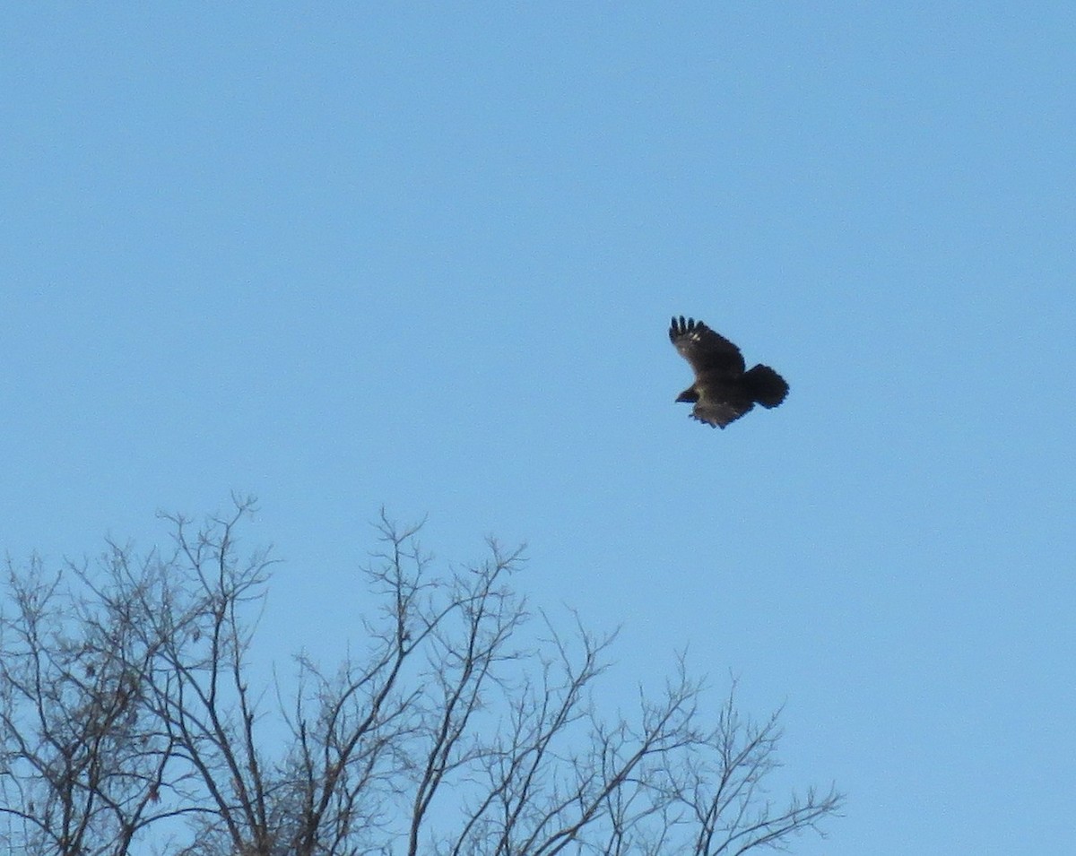 Red-tailed Hawk (Harlan's) - ML645735542