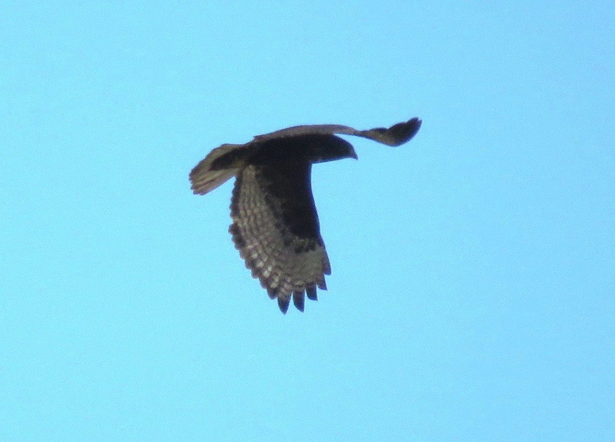 Red-tailed Hawk (Harlan's) - ML645735543