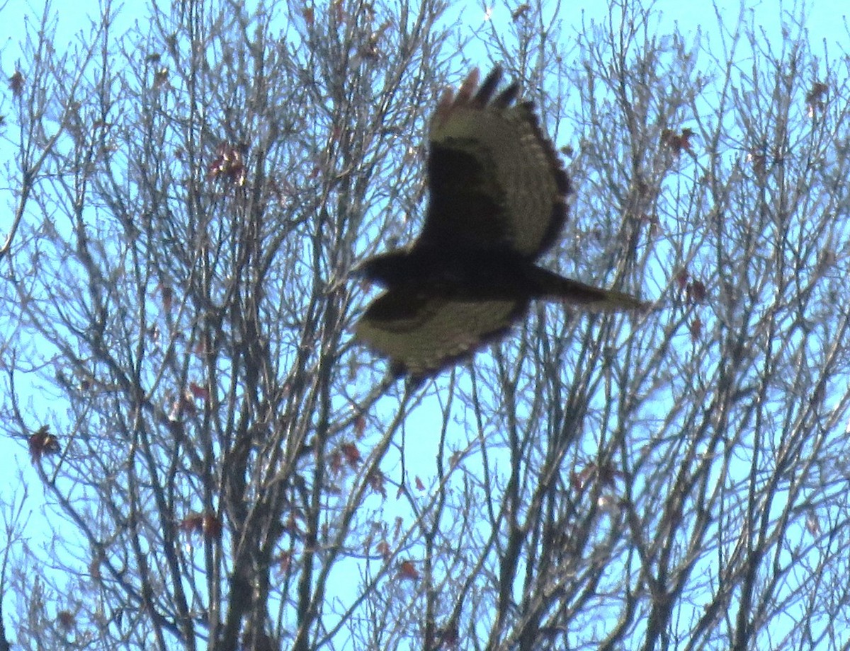 Red-tailed Hawk (Harlan's) - ML645735544