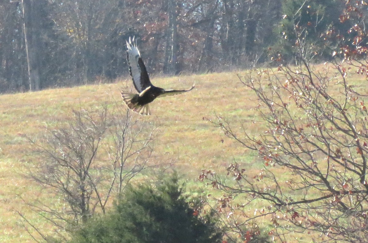 Red-tailed Hawk (Harlan's) - ML645735546