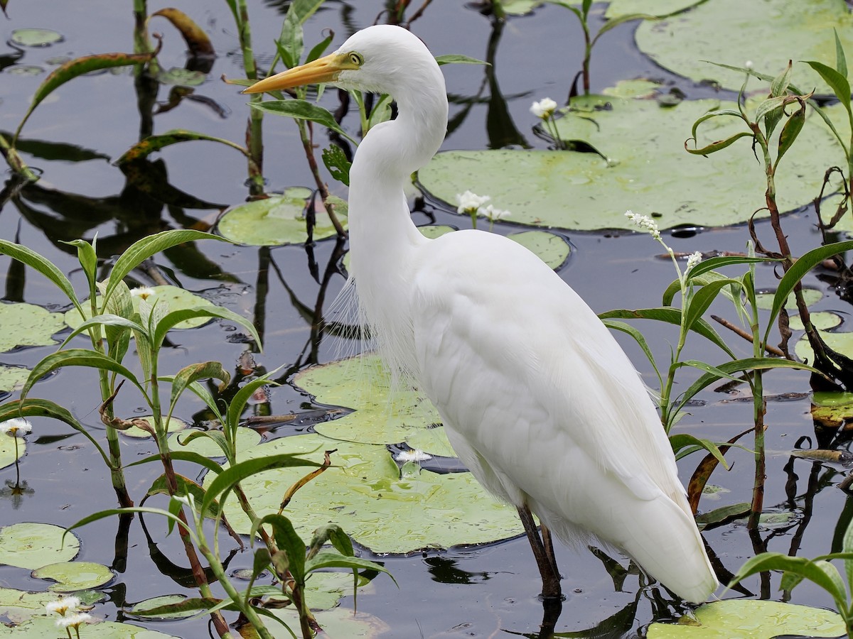 オーストラリアチュウサギ - ML645735547