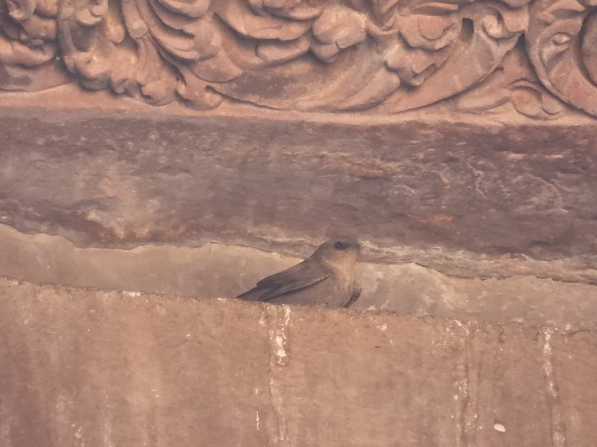 インドチャイロツバメ - ML645735548