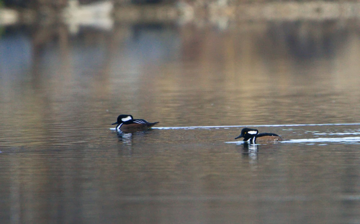 オウギアイサ - ML645735554