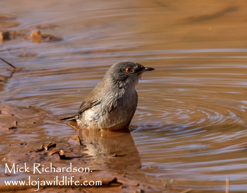 クロガシラムシクイ - ML645735559