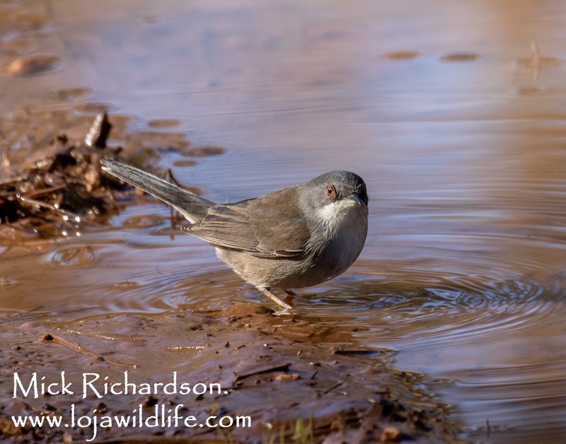 クロガシラムシクイ - ML645735560