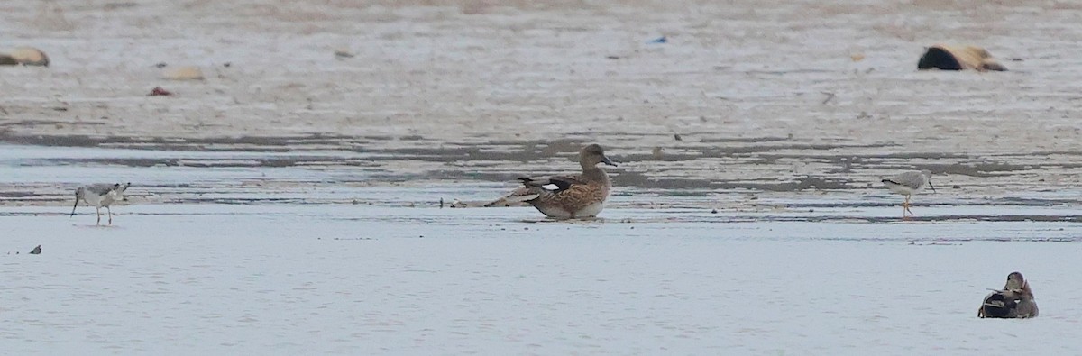 vodouš velký - ML645735563