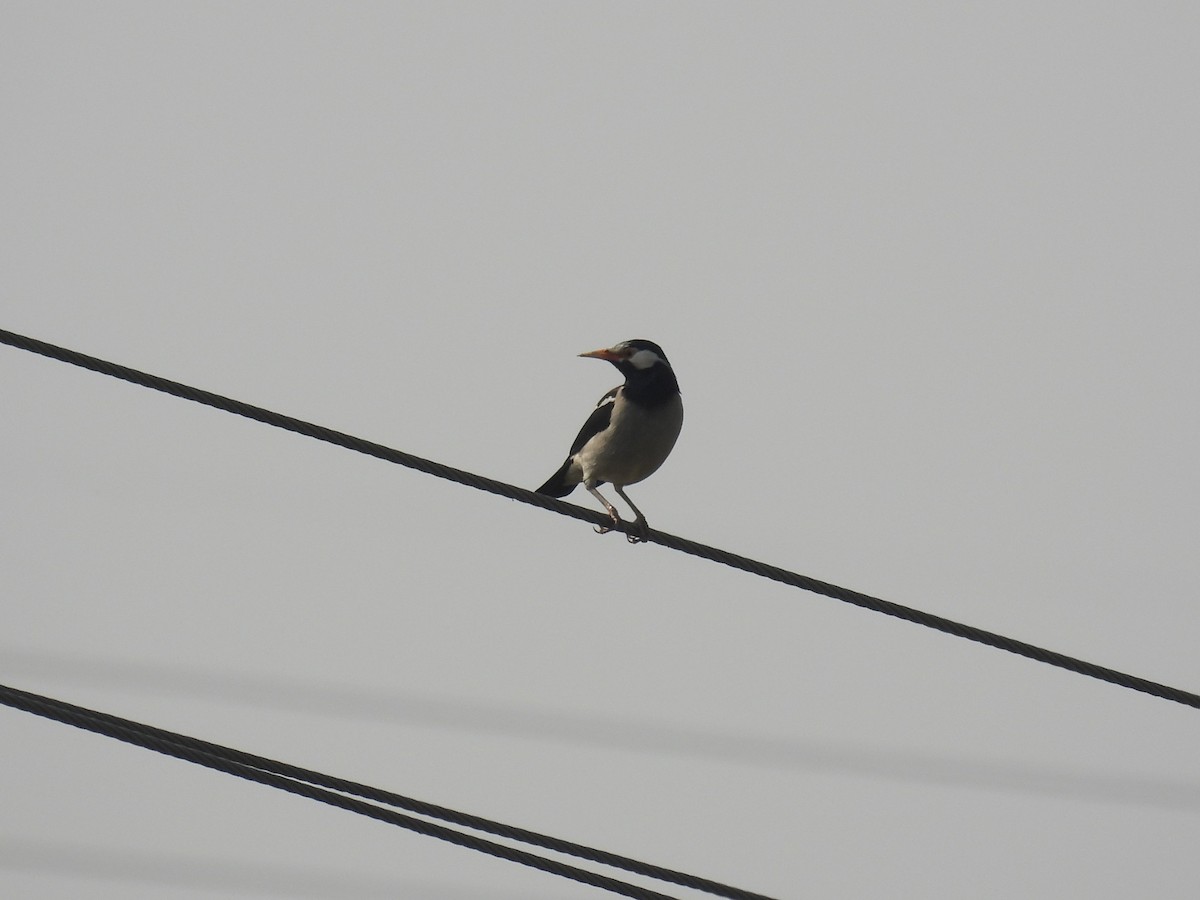 Indian Pied Starling - ML645735591