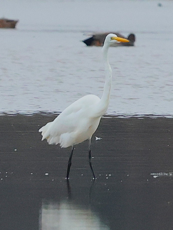 volavka bílá - ML645735593