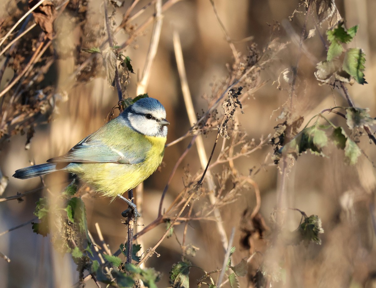 sýkora modřinka - ML645735609