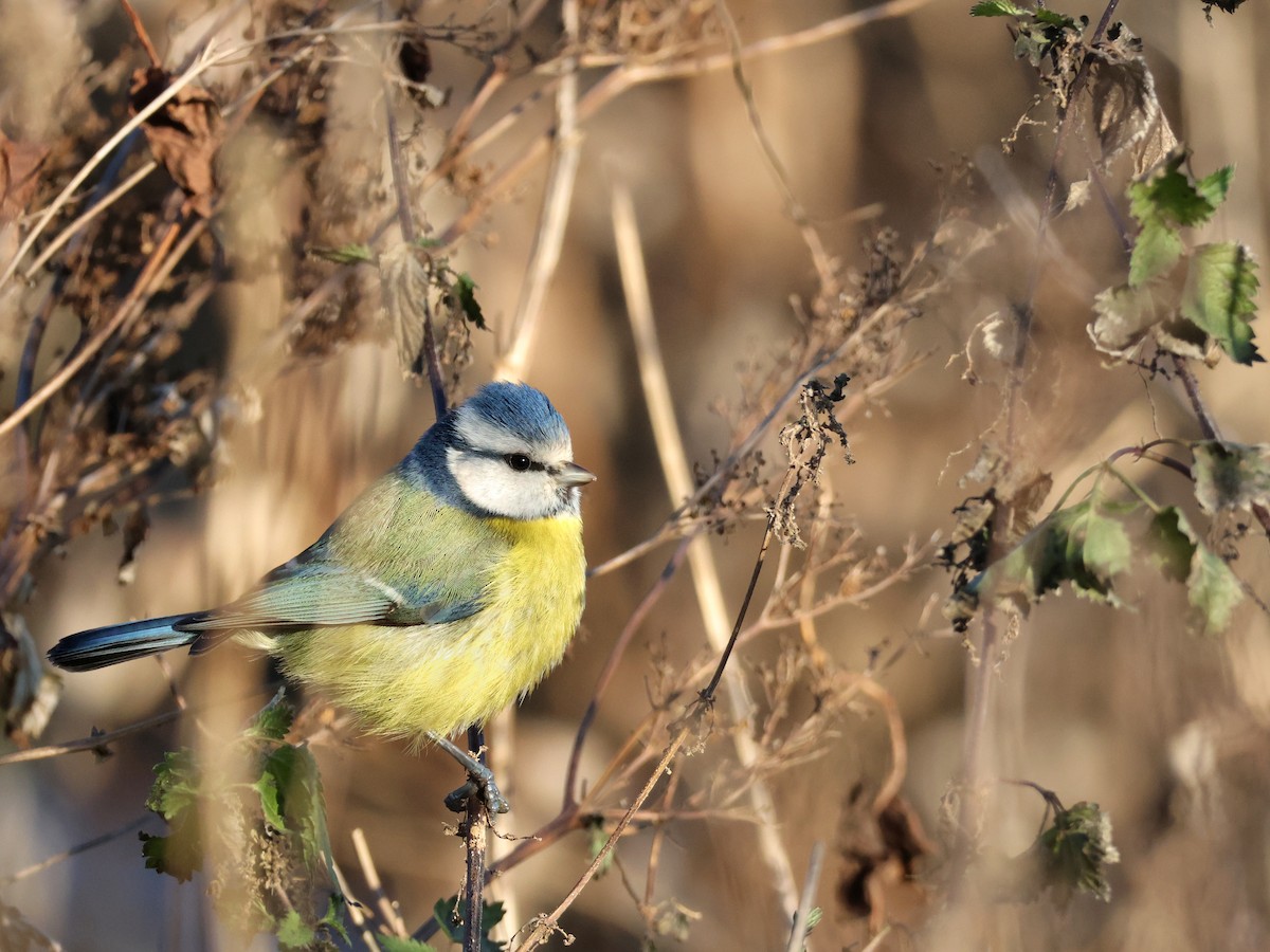 sýkora modřinka - ML645735610