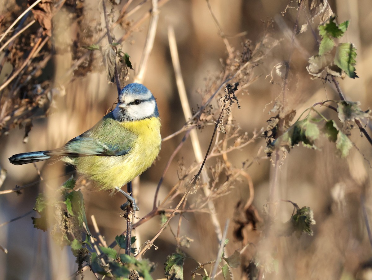 sýkora modřinka - ML645735613
