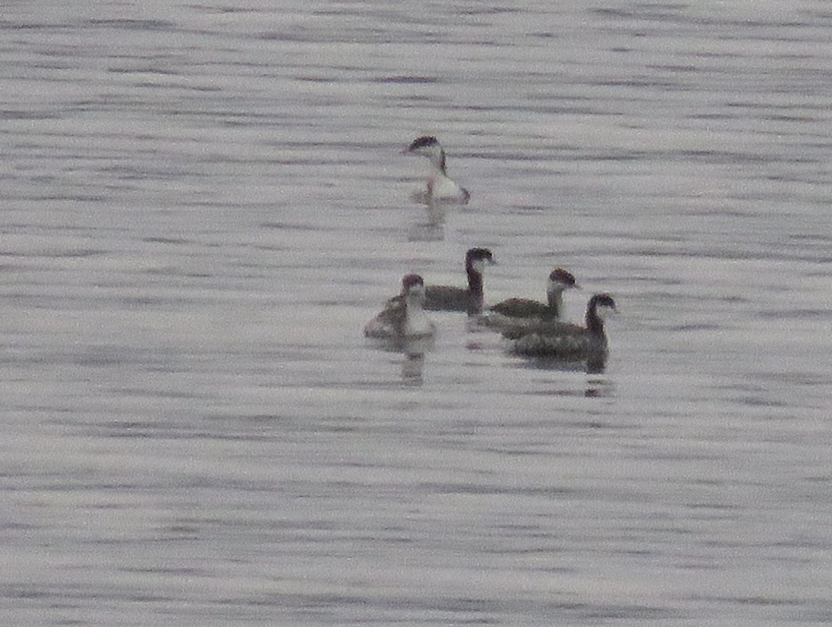 Horned Grebe - ML645735628