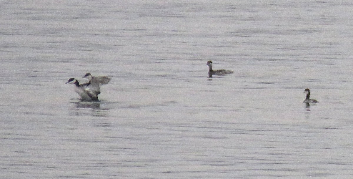 Horned Grebe - ML645735630