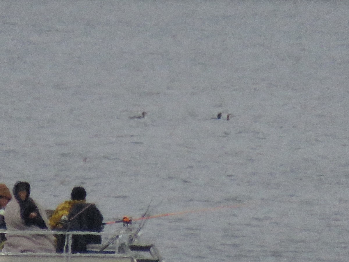 Common Loon - ML645735652