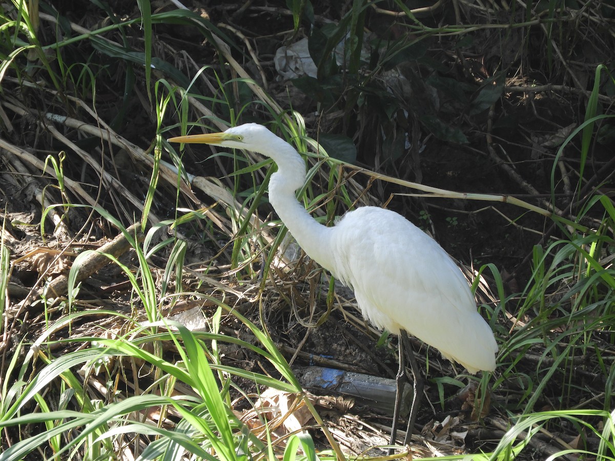 Medium Egret - ML645735657