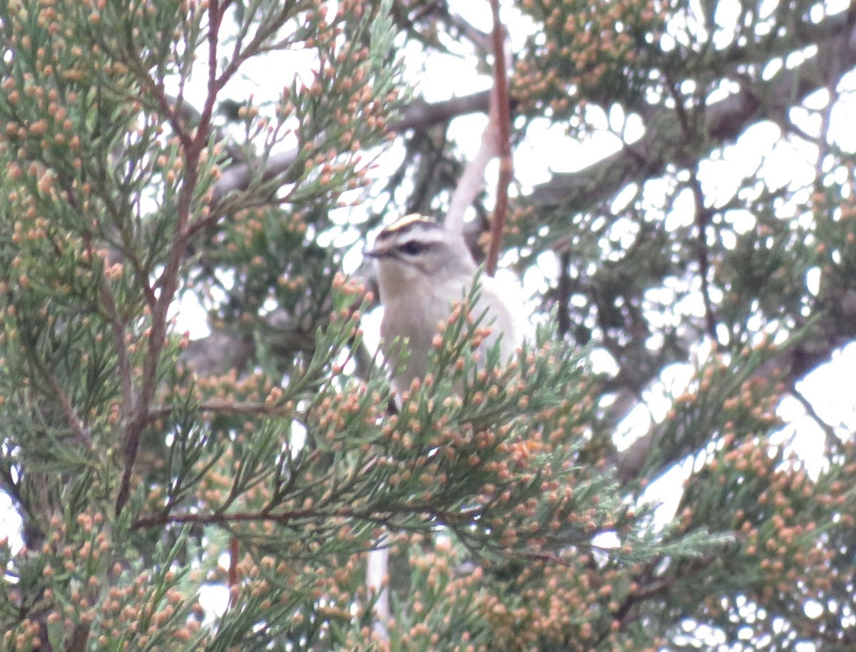 Golden-crowned Kinglet - ML645735659