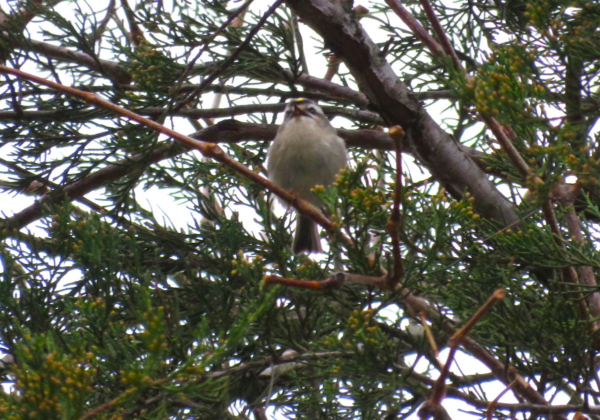 Golden-crowned Kinglet - ML645735660