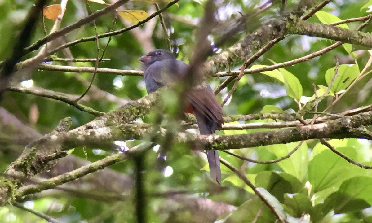 Gri Kuyruklu Trogon - ML645735666