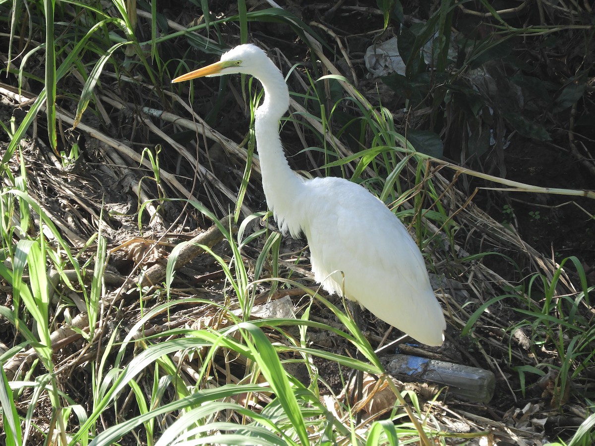 Medium Egret - ML645735669