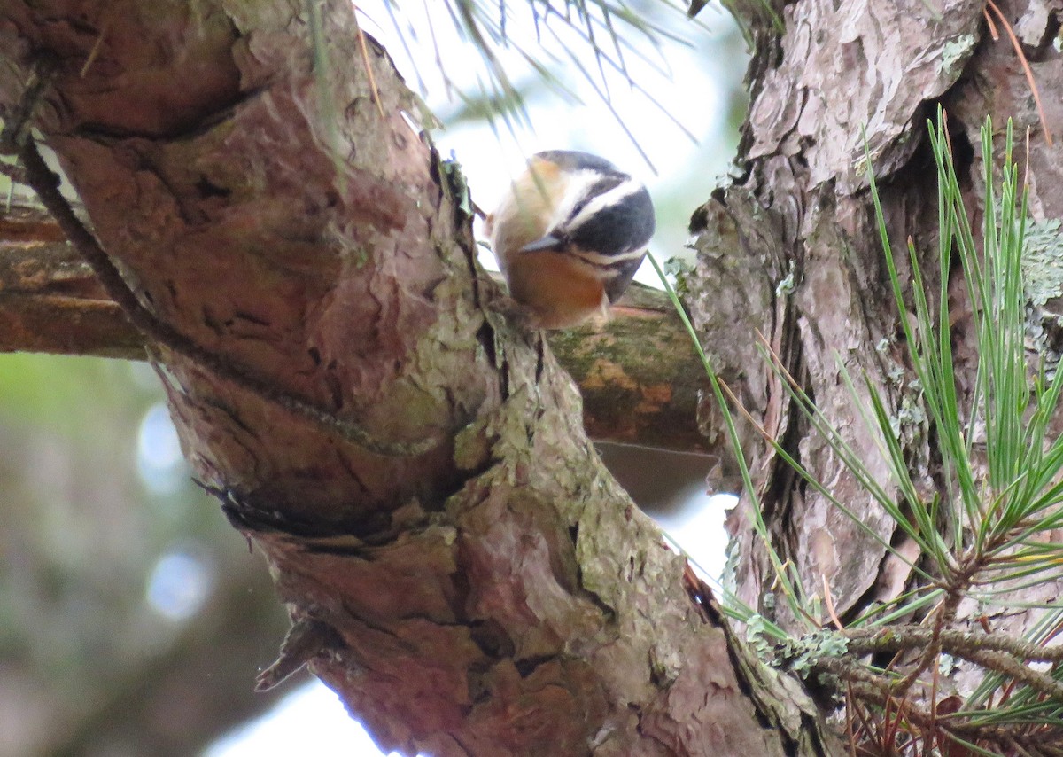 Red-breasted Nuthatch - ML645735676