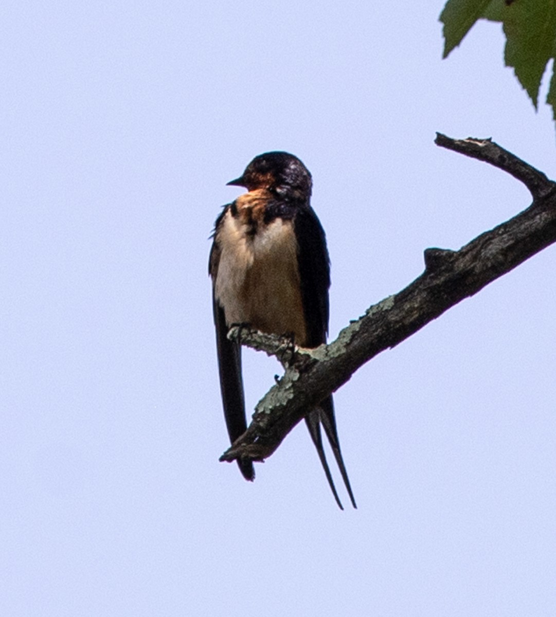 vlaštovka obecná - ML645735691