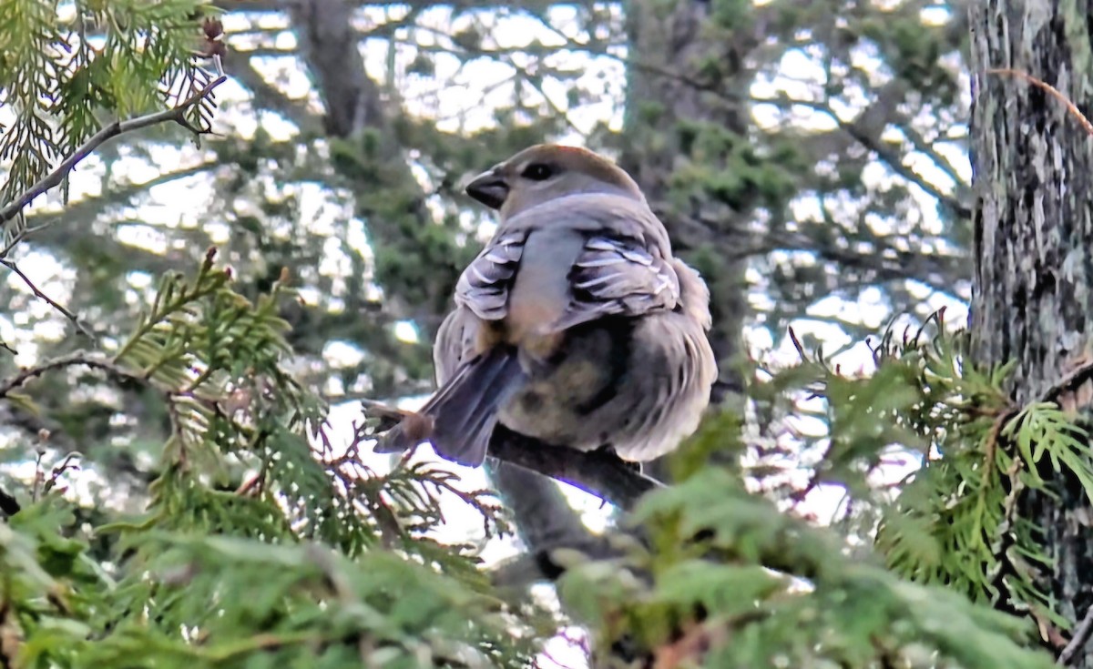 Tayga Çütresi - ML645735702