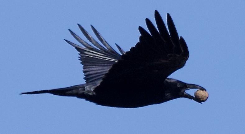 עורב שחור - ML645735706