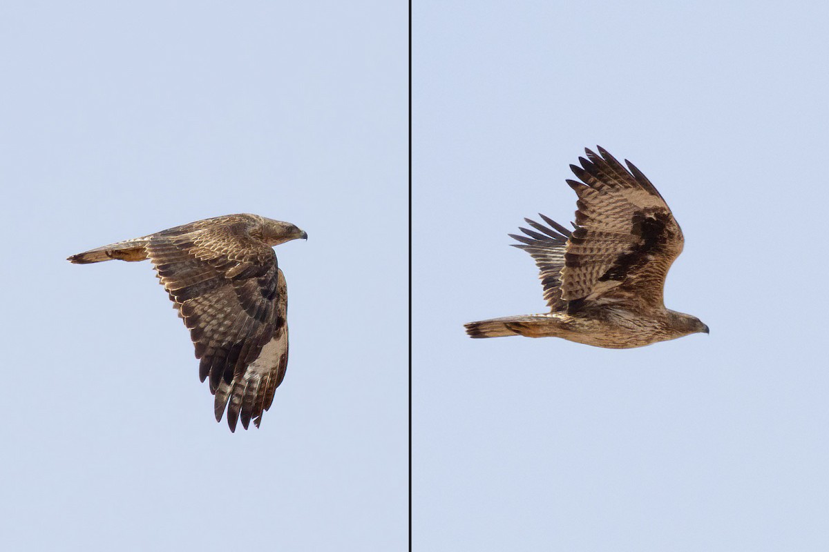 Bonelli's Eagle - ML645735724