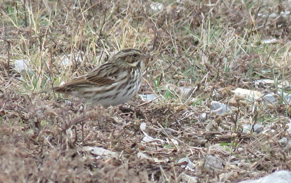 Savannah Sparrow - ML645735730